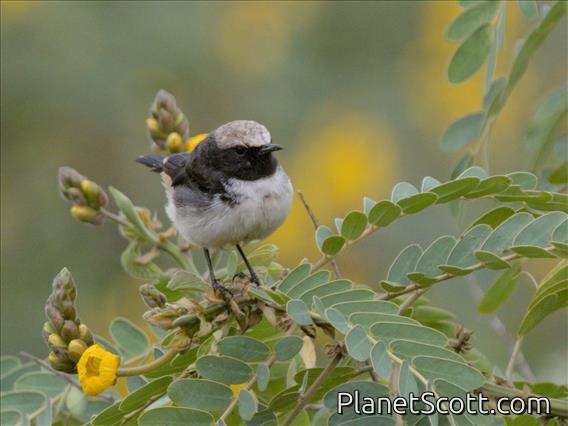 Schalow's Wheatear (Oenanthe lugubris) - Male