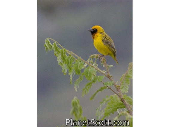 Speke's Weaver (Ploceus spekei) - Male