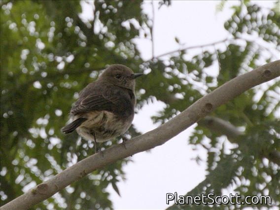 Schalow's Wheatear (Oenanthe lugubris) - Female