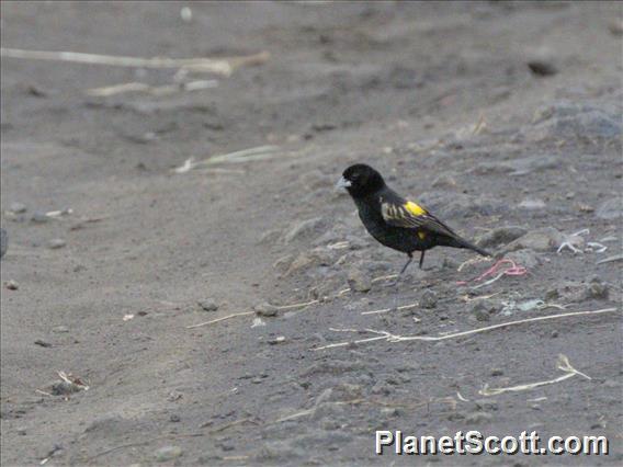 Yellow Bishop (Euplectes capensis)