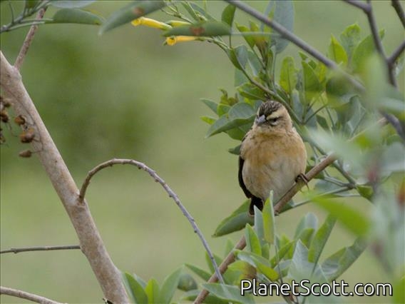 Yellow Bishop (Euplectes capensis) - Female
