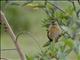 Yellow Bishop (Euplectes capensis) - Female