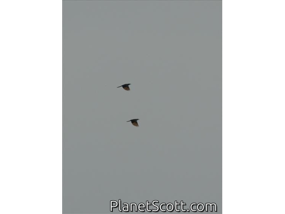 Red-winged Starling (Onychognathus morio)