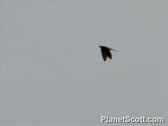 African Red-rumped Swallow (Cecropis melanocrissus)