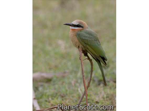White-fronted Bee-eater (Merops bullockoides)