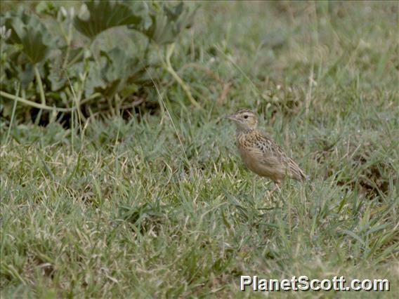 Beesley's Lark (Chersomanes beesleyi)