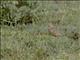 Beesleys Lark (Chersomanes beesleyi)