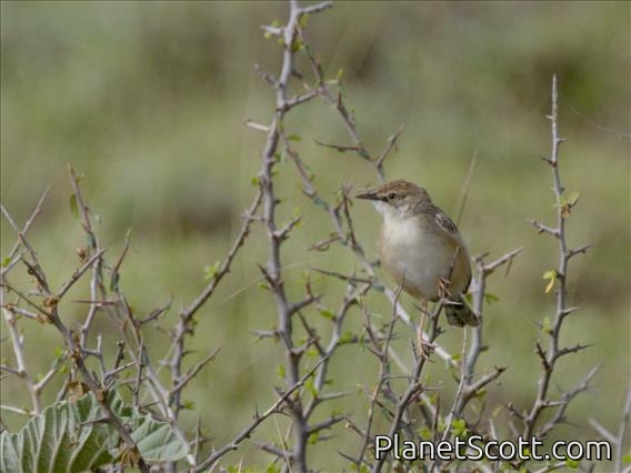 Desert Cisticola (Cisticola aridulus)