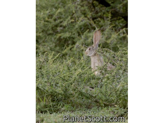 Cape Hare (Lepus capensis)