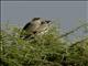 Wattled Starling (Creatophora cinerea)