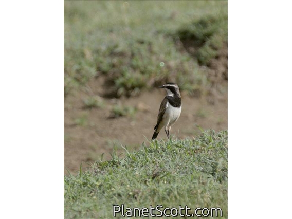 Capped Wheatear (Oenanthe pileata)