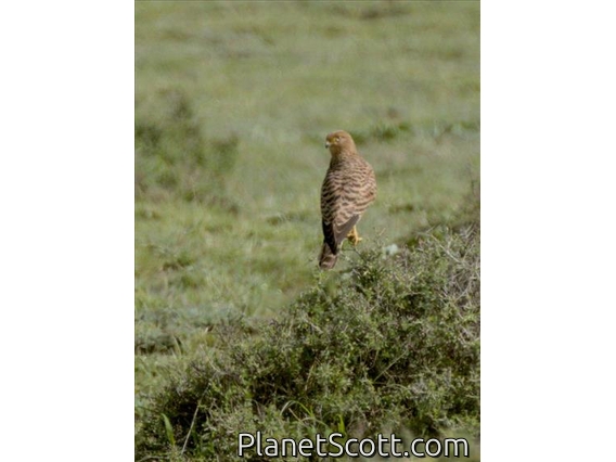 Eurasian Kestrel (Falco tinnunculus) - Female
