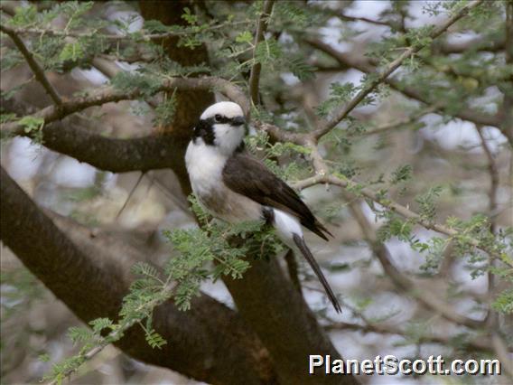 White-rumped Shrike (Eurocephalus ruppelli)