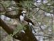 White-rumped Shrike (Eurocephalus ruppelli)