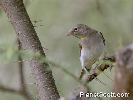 Yellow-spotted Bush Sparrow (Gymnoris pyrgita)