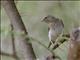 Yellow-spotted Bush Sparrow (Gymnoris pyrgita)