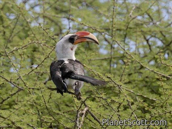 Von der Decken's Hornbill (Tockus deckeni) - Male