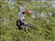 Von der Deckens Hornbill (Tockus deckeni) - Male