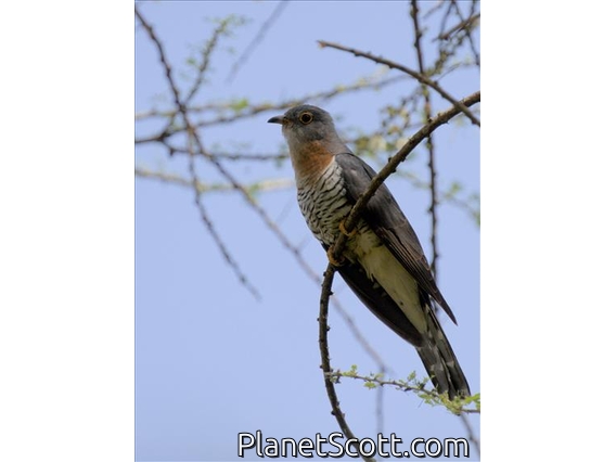Red-chested Cuckoo (Cuculus solitarius)