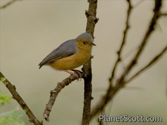 Red-faced Crombec (Sylvietta whytii)