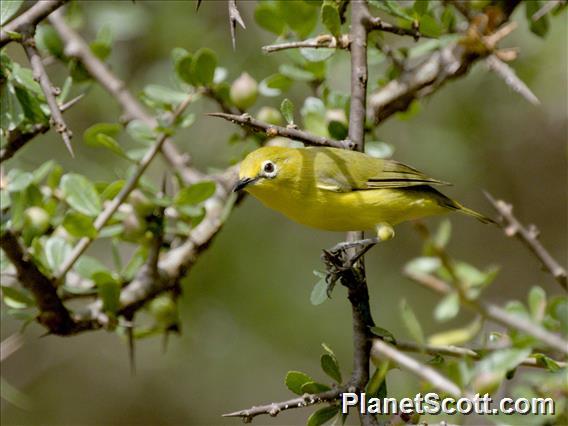 Pale White-eye (Zosterops flavilateralis)