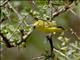 Pale White-eye (Zosterops flavilateralis)