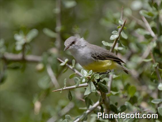 Yellow-bellied Eremomela (Eremomela icteropygialis)