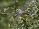 Yellow-bellied Eremomela (Eremomela icteropygialis)