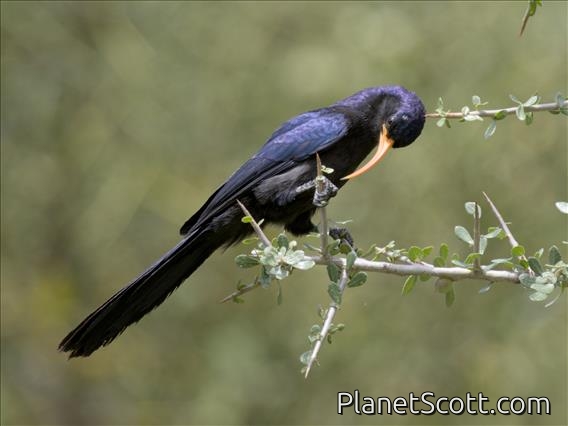 Abyssinian Scimitarbill (Rhinopomastus minor)