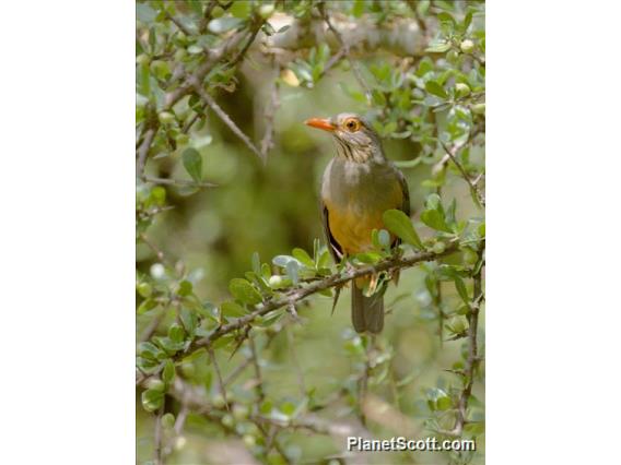 African Bare-eyed Thrush (Turdus tephronotus)