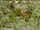 African Bare-eyed Thrush (Turdus tephronotus)