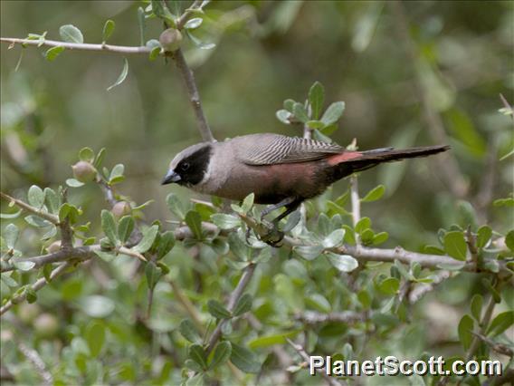 Black-faced Waxbill (Brunhilda erythronotos)