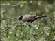 Black-faced Waxbill (Brunhilda erythronotos)