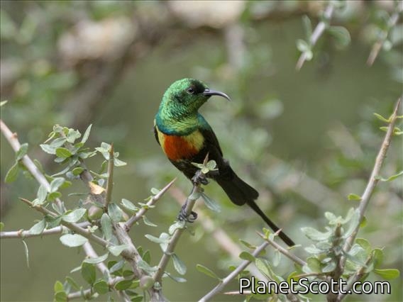 Gorgeous Sunbird (Cinnyris melanogastrus) - Male