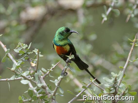 Gorgeous Sunbird (Cinnyris melanogastrus)