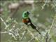 Gorgeous Sunbird (Cinnyris melanogastrus) - Male