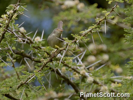 Buff-bellied Warbler (Phyllolais pulchella)