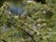 Buff-bellied Warbler (Phyllolais pulchella)