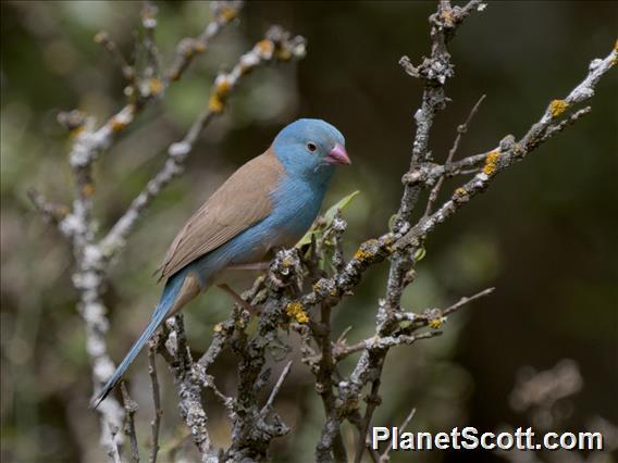 Blue-capped Cordonbleu (Uraeginthus cyanocephalus)