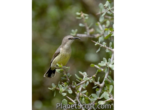 Gorgeous Sunbird (Cinnyris melanogastrus) - Female