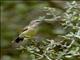 Gorgeous Sunbird (Cinnyris melanogastrus) - Female