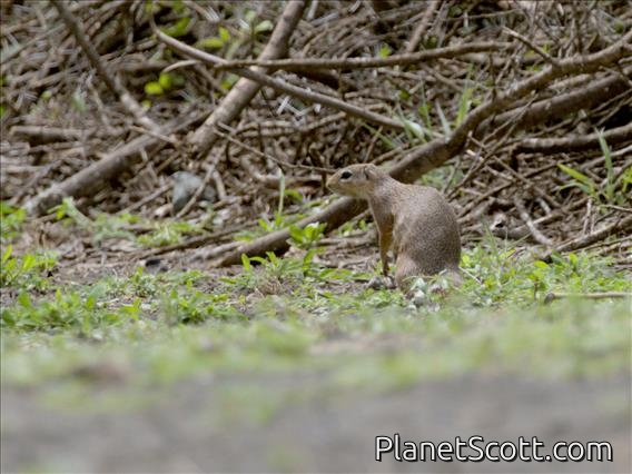 Unstriped Ground Squirrel (Xerus rutilus)