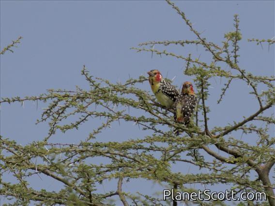 Red-and-yellow Barbet (Trachyphonus erythrocephalus)