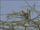 Red-and-yellow Barbet (Trachyphonus erythrocephalus)