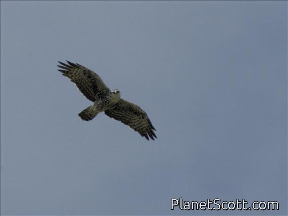 Ayres's Hawk-Eagle (Hieraaetus ayresii)