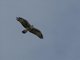 Ayres's Hawk-Eagle (Hieraaetus ayresii)
