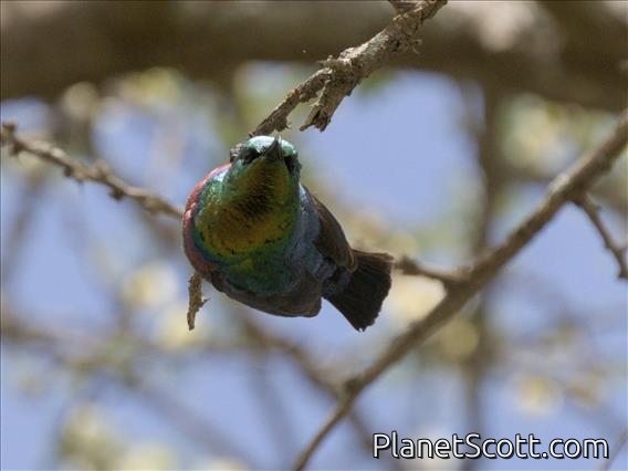 Marico Sunbird (Cinnyris mariquensis) - Male