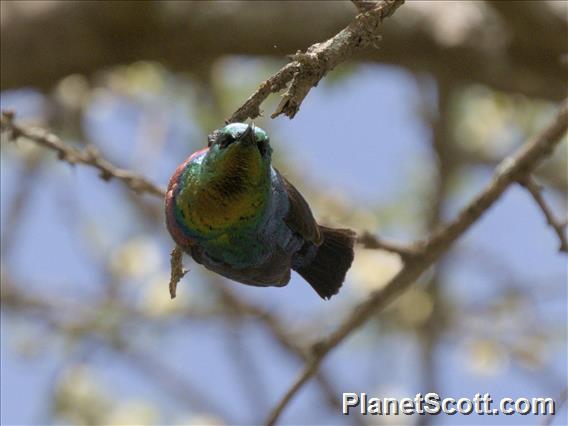 Marico Sunbird (Cinnyris mariquensis)