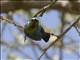 Marico Sunbird (Cinnyris mariquensis) - Male