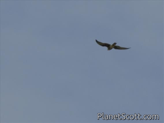 Eleonora's Falcon (Falco eleonorae)